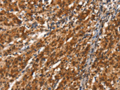 CYP2D6 Antibody