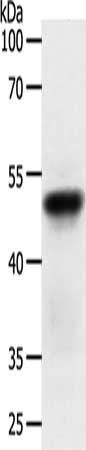 ACR Antibody
