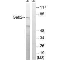 GAB2 (Ab-623) Antibody