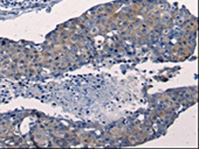 FGF2 Antibody