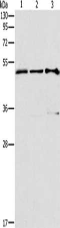 TFAP2C Antibody