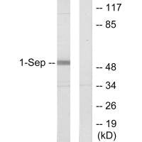 SEPT1 Antibody