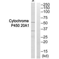 CYP20A1 Antibody