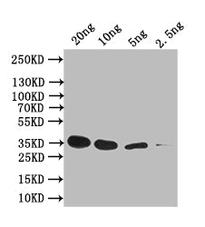 sep-1 Antibody