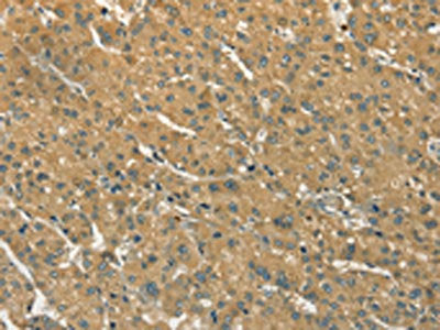 S100A6 Antibody
