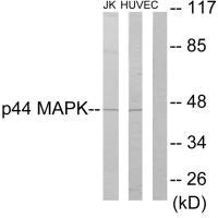 MAPK3 Antibody
