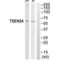 TSEN54 Antibody
