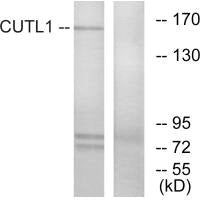 CUX1 Antibody