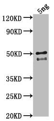 DGAT3 Antibody