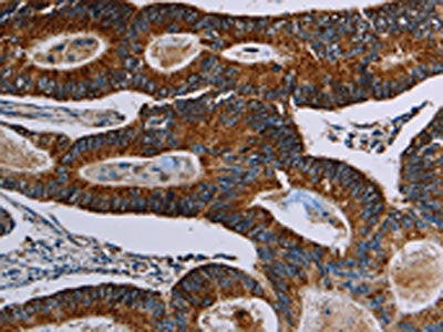 NDUFA4 Antibody