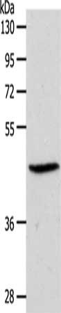 S1PR3 Antibody