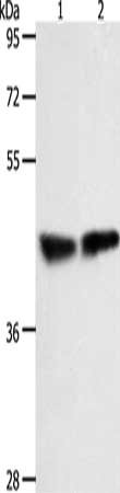 RXFP4 Antibody