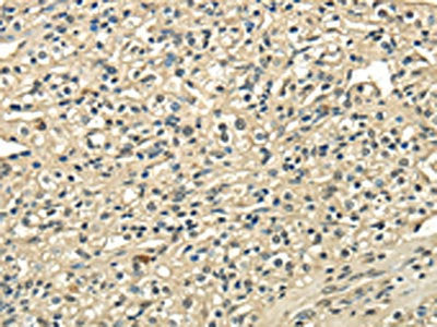 USP1 Antibody