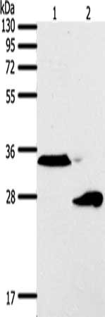 SFTPA1 Antibody