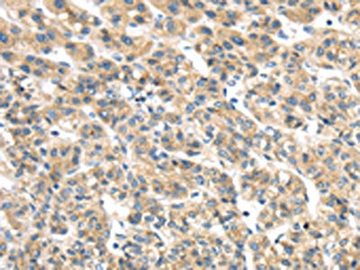 TMED2 Antibody
