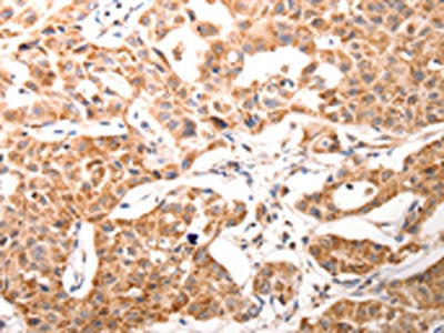 BGLAP Antibody