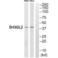 SH3GL2 Antibody