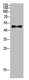 E2F1 Antibody