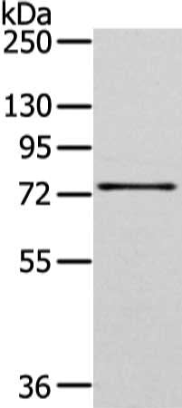 GHR Antibody