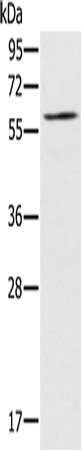 RELB Antibody