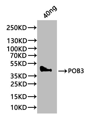POB3 Antibody