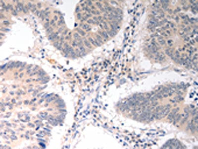 ICOSLG Antibody
