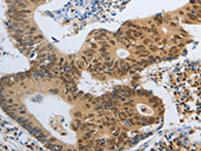 POU2F2 Antibody