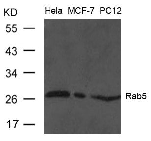 RAB5A Antibody