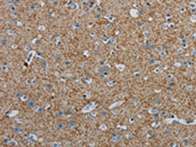 PGLYRP1 Antibody