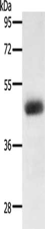 LPAR4 Antibody