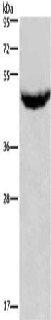 CXCR2 Antibody