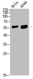 DCT Antibody