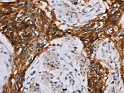 CD44 Antibody