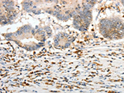 PTTG1 Antibody