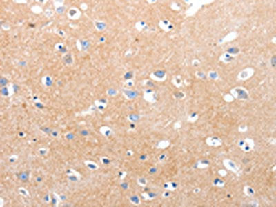 MAPK8 Antibody