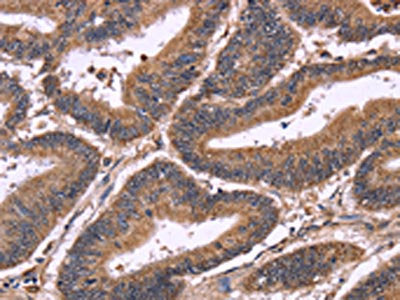 SEPT7 Antibody