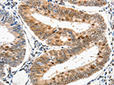 DDB1 Antibody