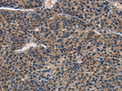 IRF3 Antibody