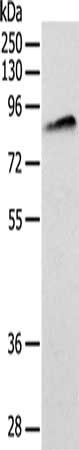 ANTXR1 Antibody