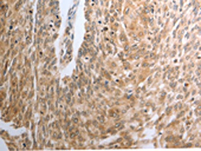 RAD51 Antibody