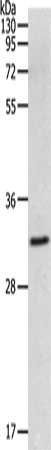 MMP26 Antibody