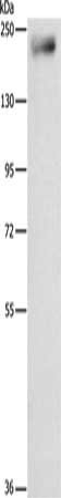 IQGAP3 Antibody