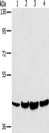LILRA1 Antibody