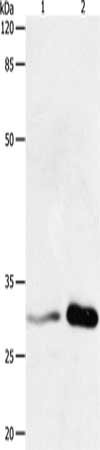 YWHAB Antibody