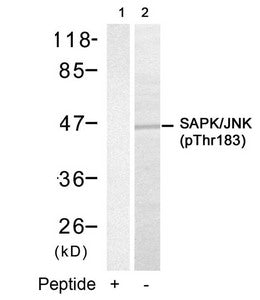 Phospho-MAPK9/MAPK10 (Thr183) Antibody