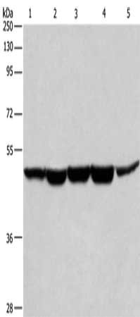 HNRNPF Antibody