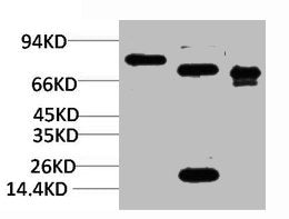 KCNN2 Antibody