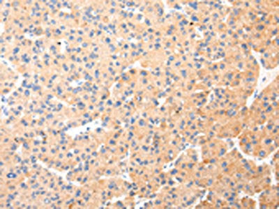 KRT20 Antibody
