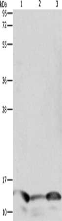 PFN1 Antibody
