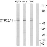 CYP26A1 Antibody
